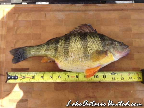 2.3 lbs. Seneca Lake Perch