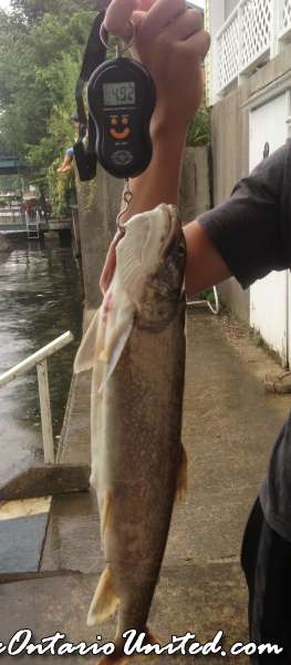 8/8 - Lake Trout - Official Weight