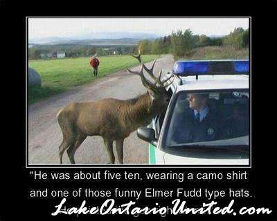 funny hunting moose