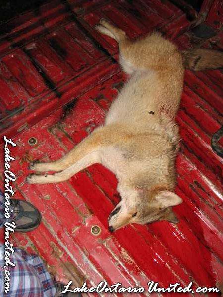 Blonde Red coyote