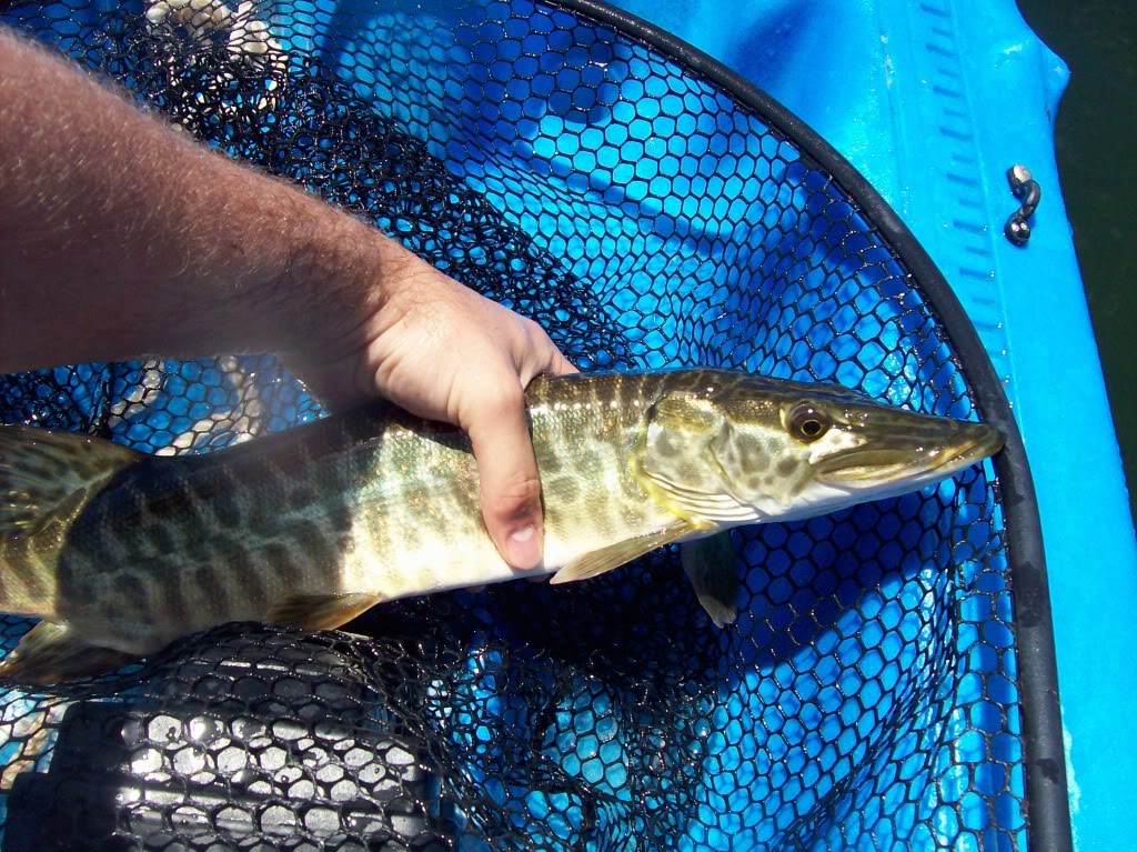 Conesus Lake 623 Musky, Tiger Musky & Pike (ESOX) Lake Ontario