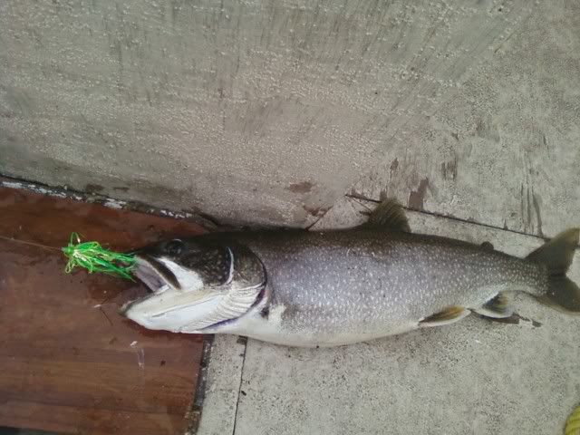10laker.jpg