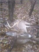 10pt_buck.jpg