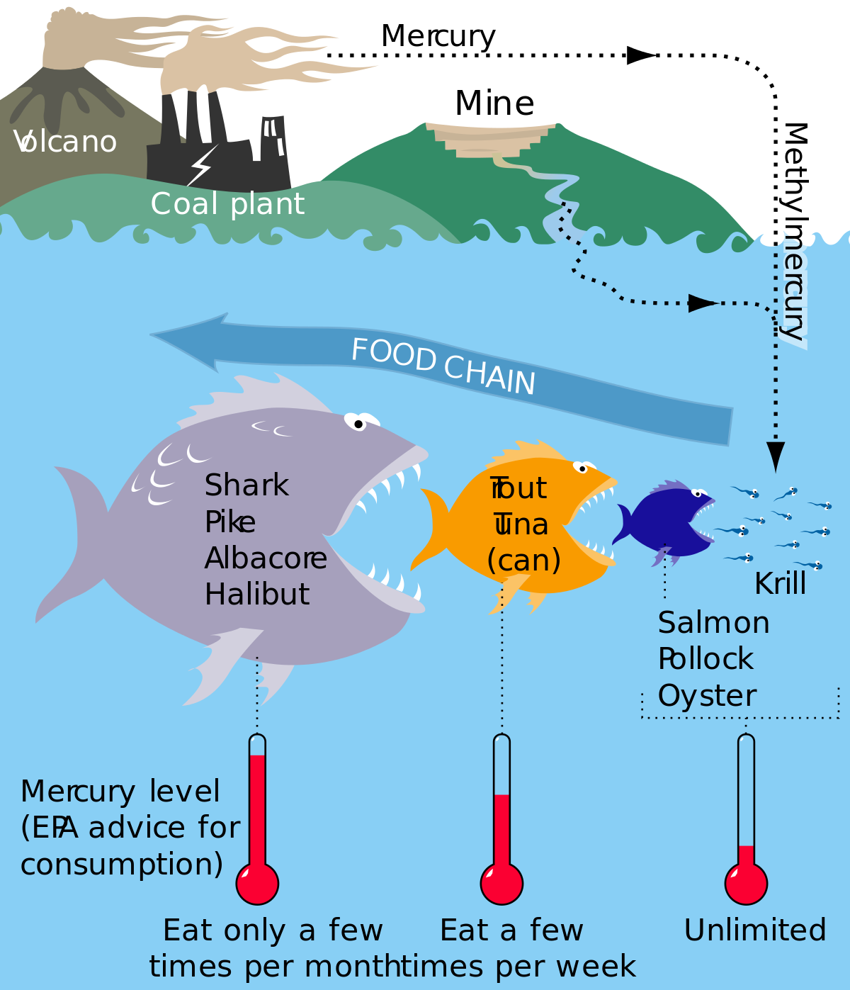 1200px-MercuryFoodChain.svg.png