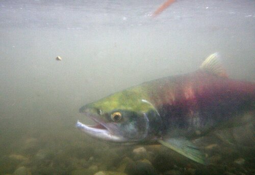 A returning sockeye salmon makes its way up the Cedar River in 2006.  (Steve Ringman / The Seattle Times)