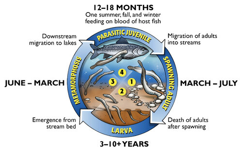 Sea lamprey lifecycle graphic