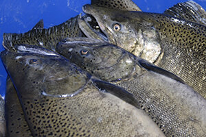 Salmon River anglers