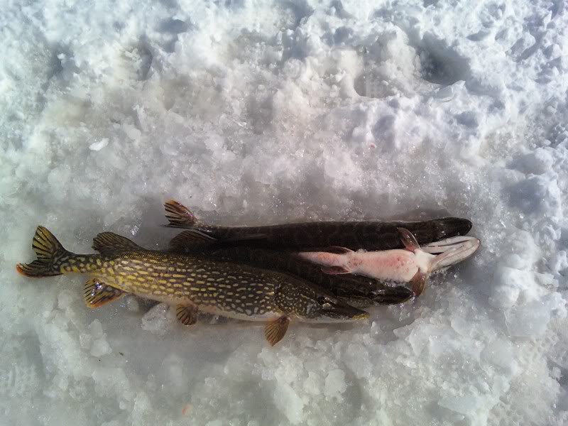 2-21-09PikeInLivewell.jpg