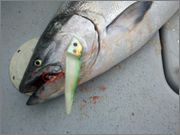 2011_04_27_10_43_53_976.jpg