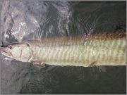 3ZT6A.jpg