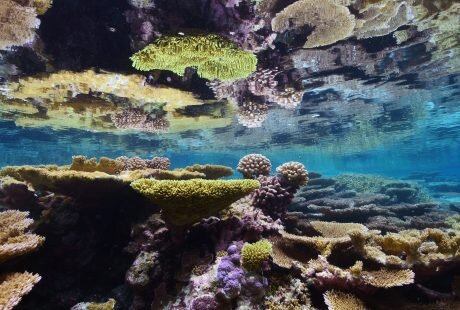 Global Fishing Watch Marine Protected Areas Palmyra