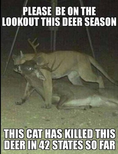Image may contain: text that says 'PLEASE BE ON THE LOOKOUT THIS DEER SEASON THIS CAT HAS KILLED THIS DEER IN 42 STATES SO FAR'