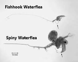 AIS Spotlight - Spiny and Fishhook Waterflea » Fox-Wolf Watershed ...