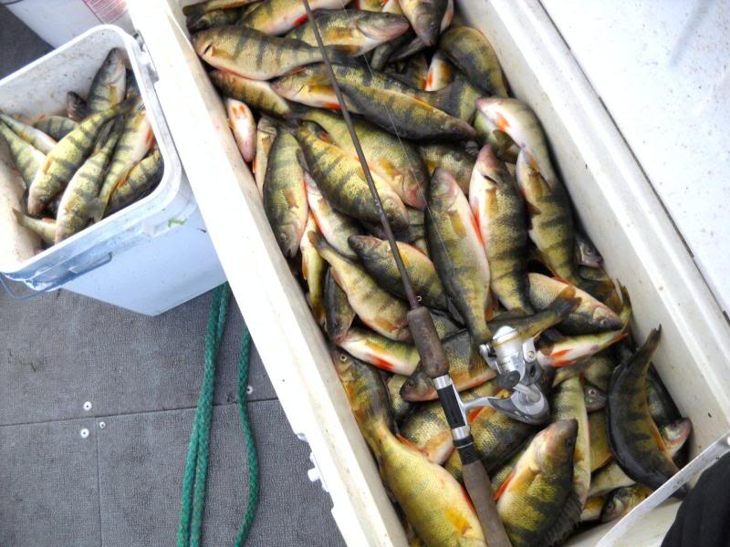75lbslarge22lnsshort.jpg