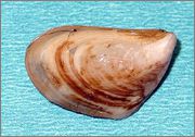 800px_Dreissena_bugensis.jpg