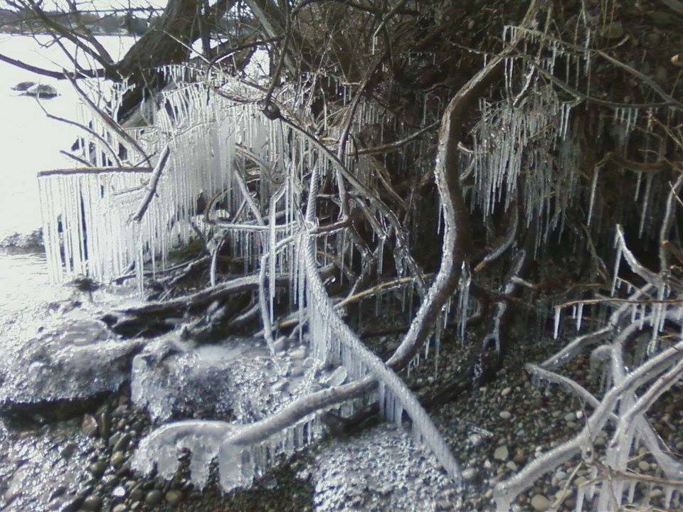 Image may contain: tree, plant, snow, outdoor and nature