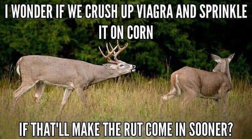 Image may contain: meme, text and outdoor