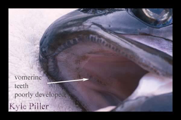Atlanticmouth.jpg