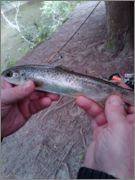 Baby_Atlantic_Salmon_Cobourg_Creek_Sept_17_2011.jpg