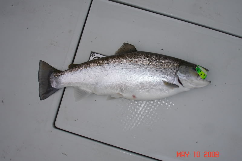 BaumerMay102008001.jpg