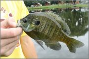 Bluegill.jpg