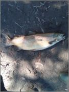 Brown_Trout_14_Lbs_11_oz_Cobourg_Creek_Sept_16_2011.jpg