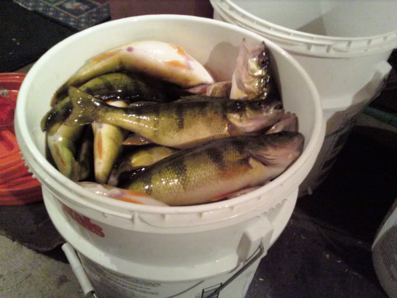 BucketOFish.jpg