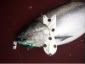 CIMG2177.jpg
