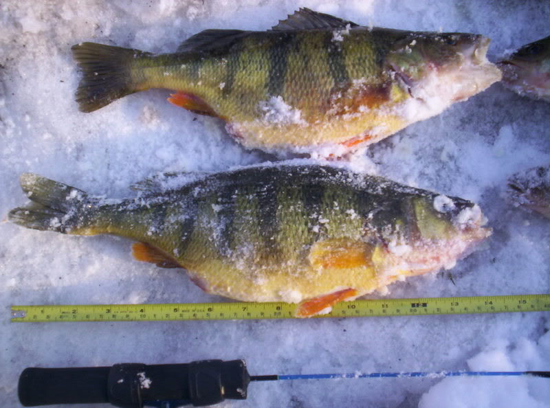 Cayugaice2-19-07086.jpg
