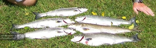 Copyof2010fishing043.jpg