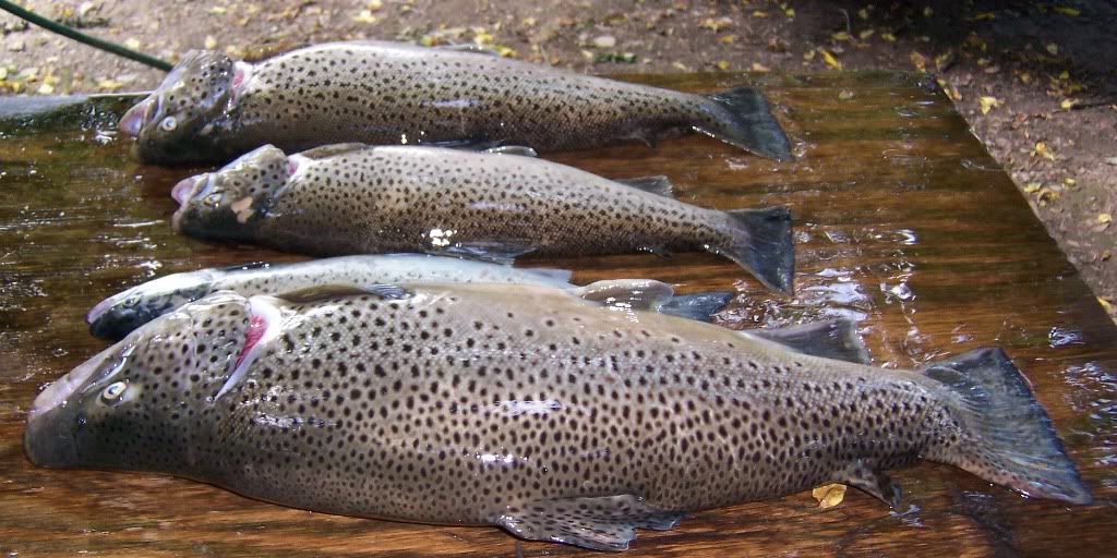 Copyof2010fishing101.jpg