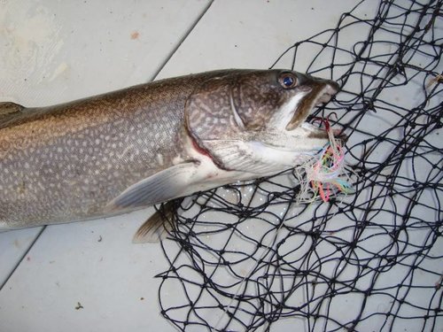 DSC01034.jpg