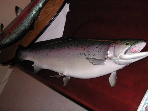 DSCN2255.jpg