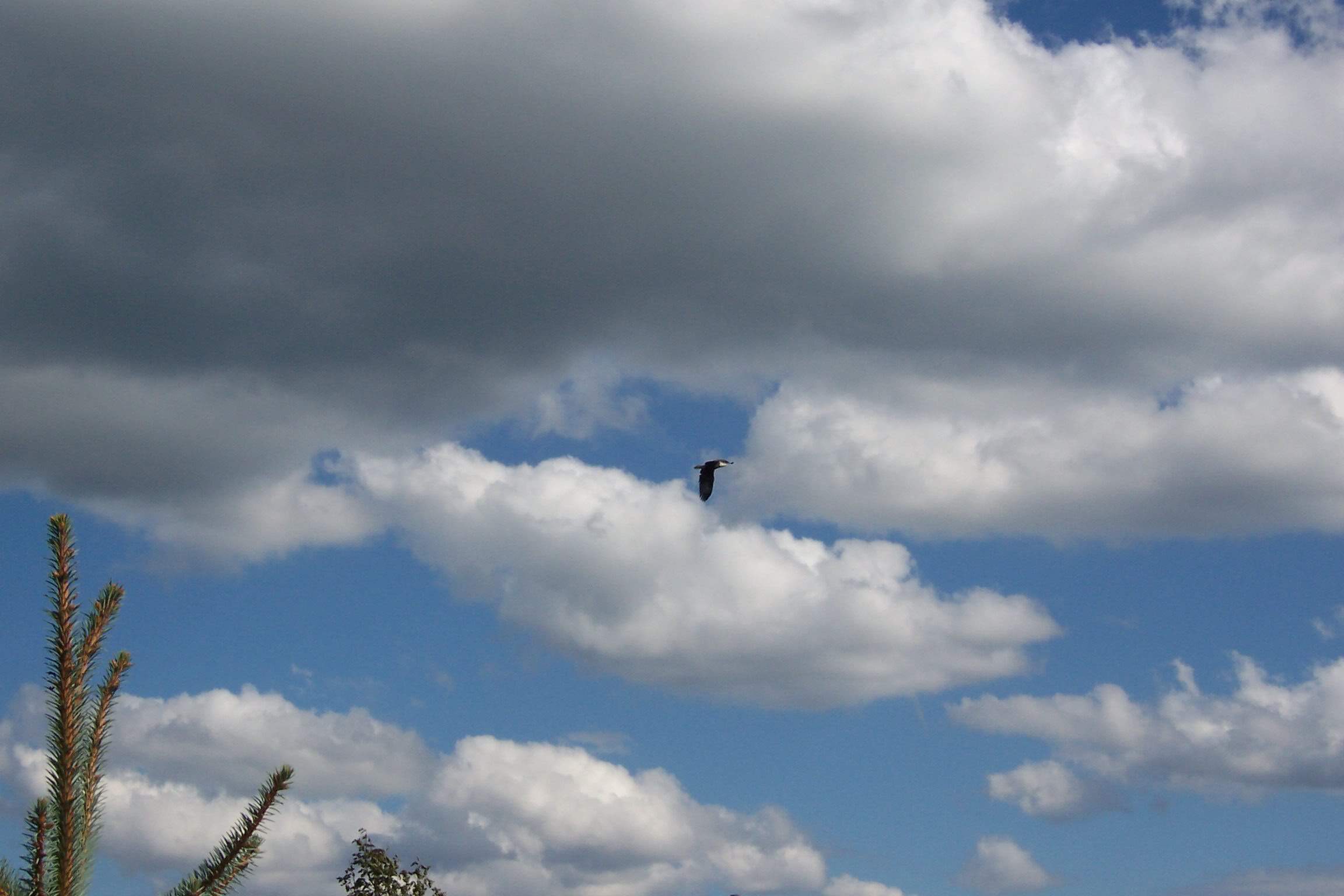 Eagle009.jpg