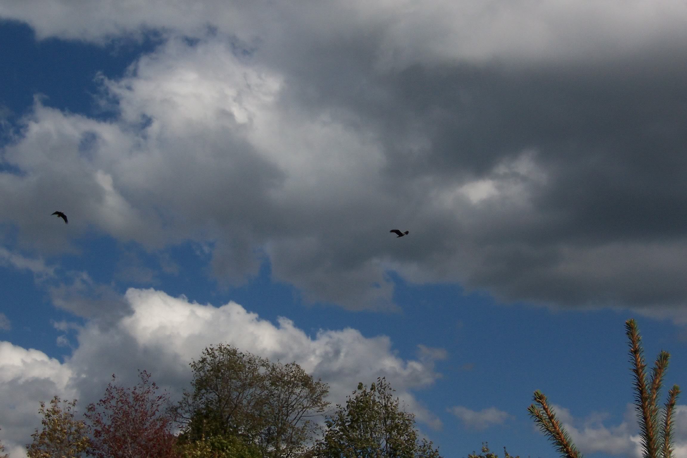 Eagle011.jpg
