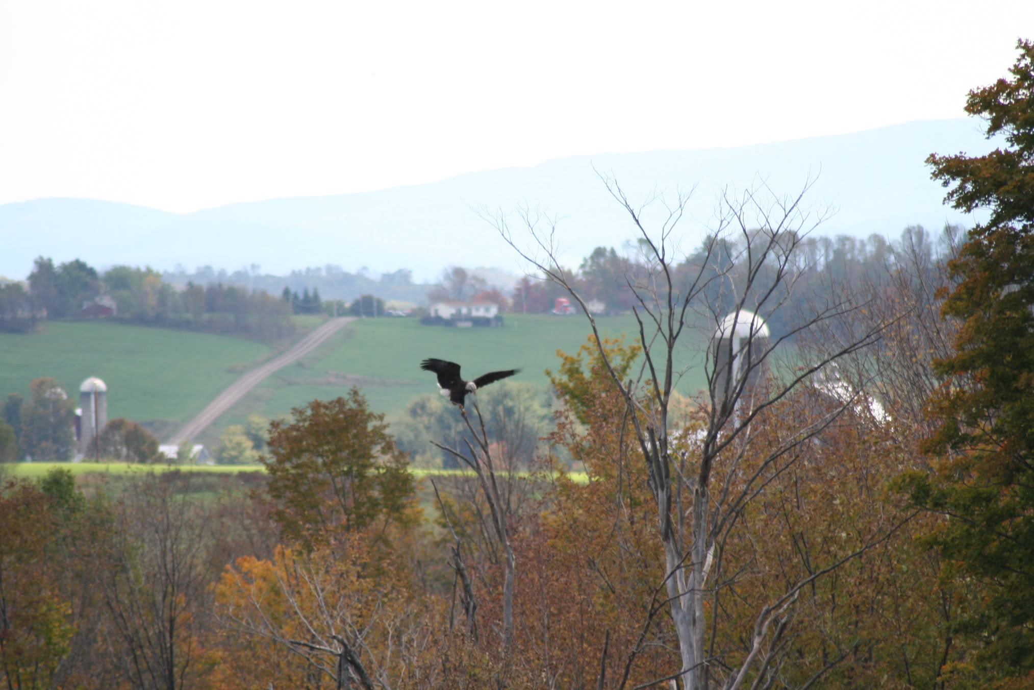 Eagle034.jpg