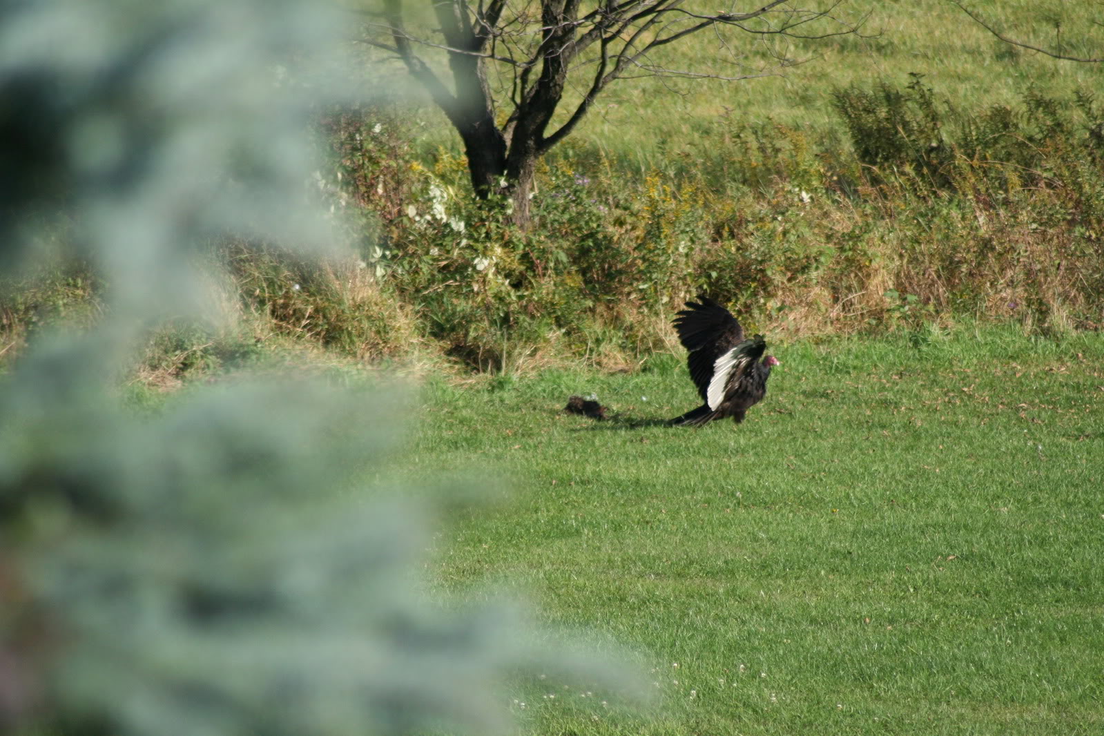 Eagle072.jpg