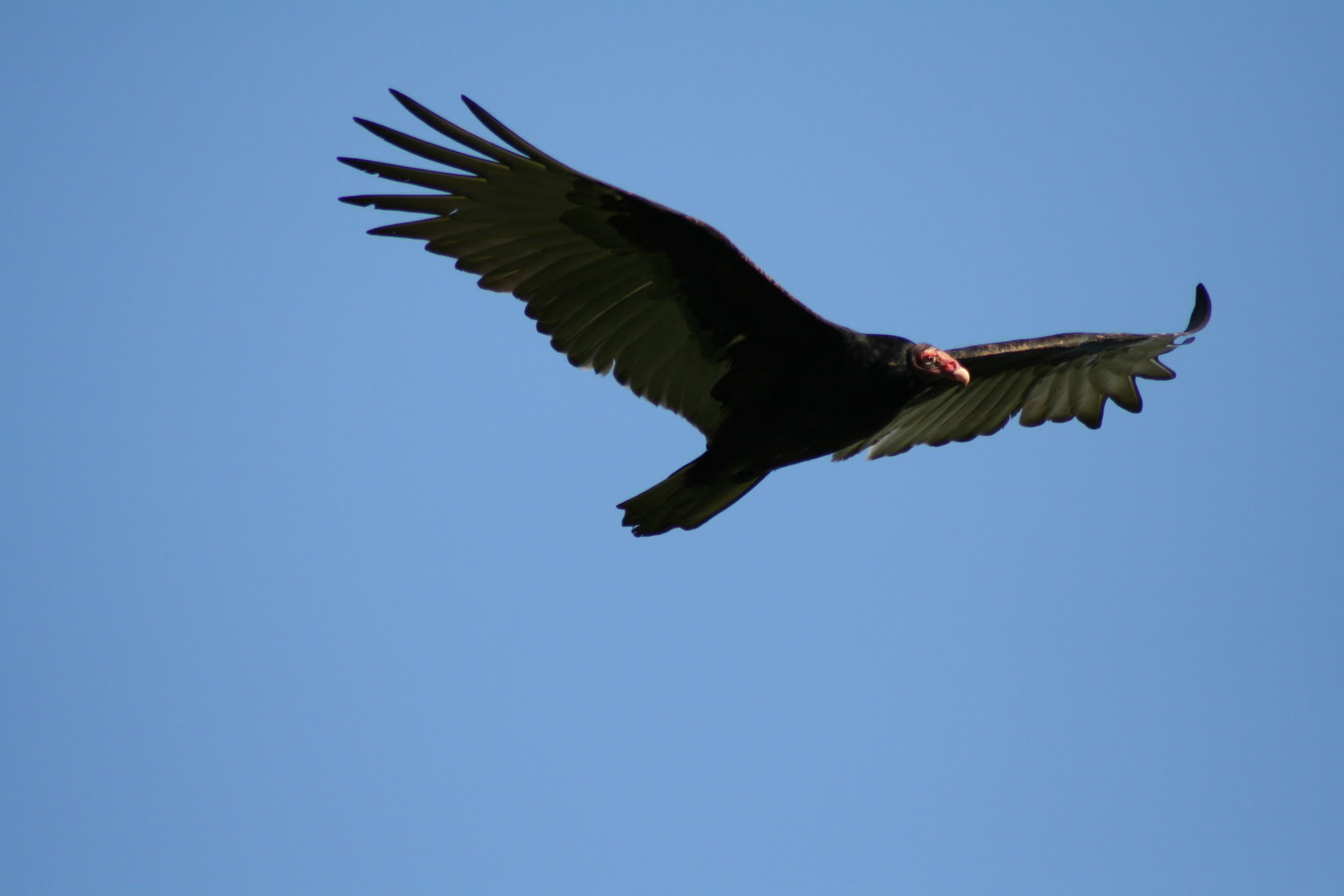 Eagle075.jpg