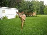 Fawn3.jpg