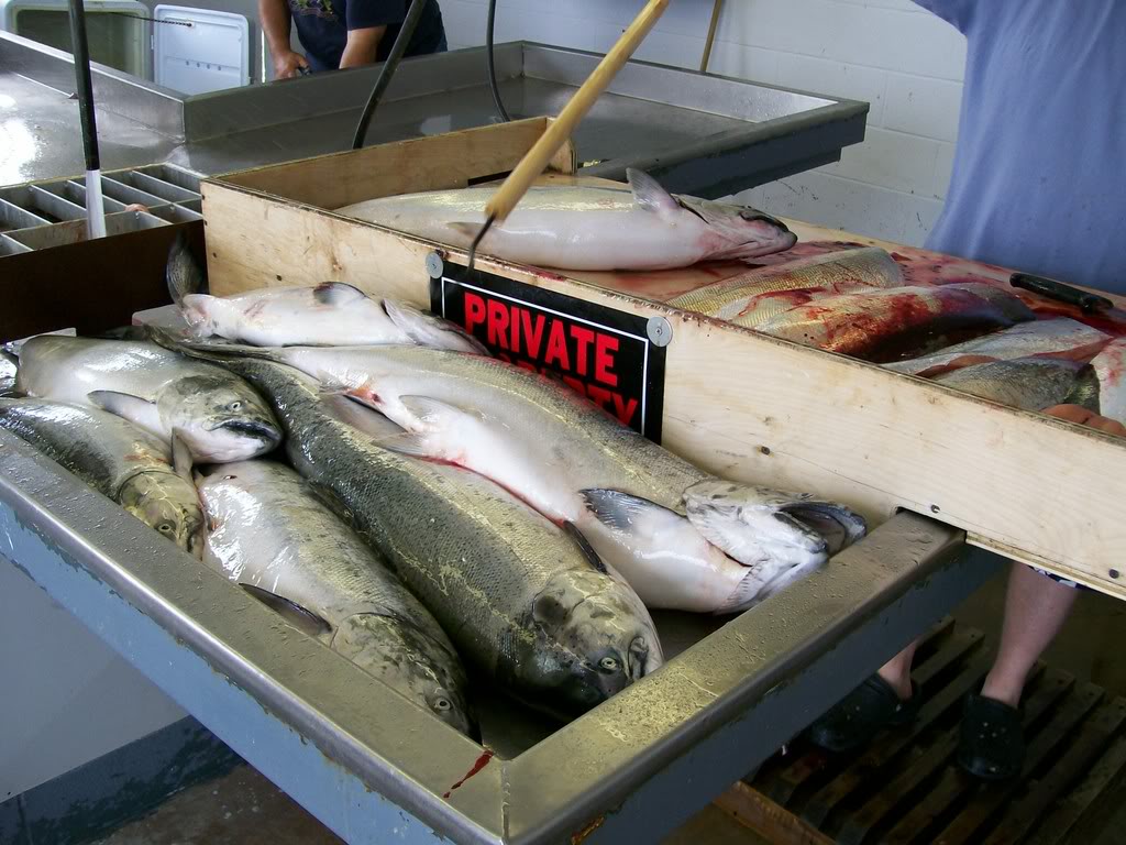 Fishing017.jpg