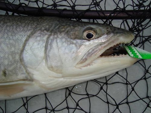Fishing2009077.jpg