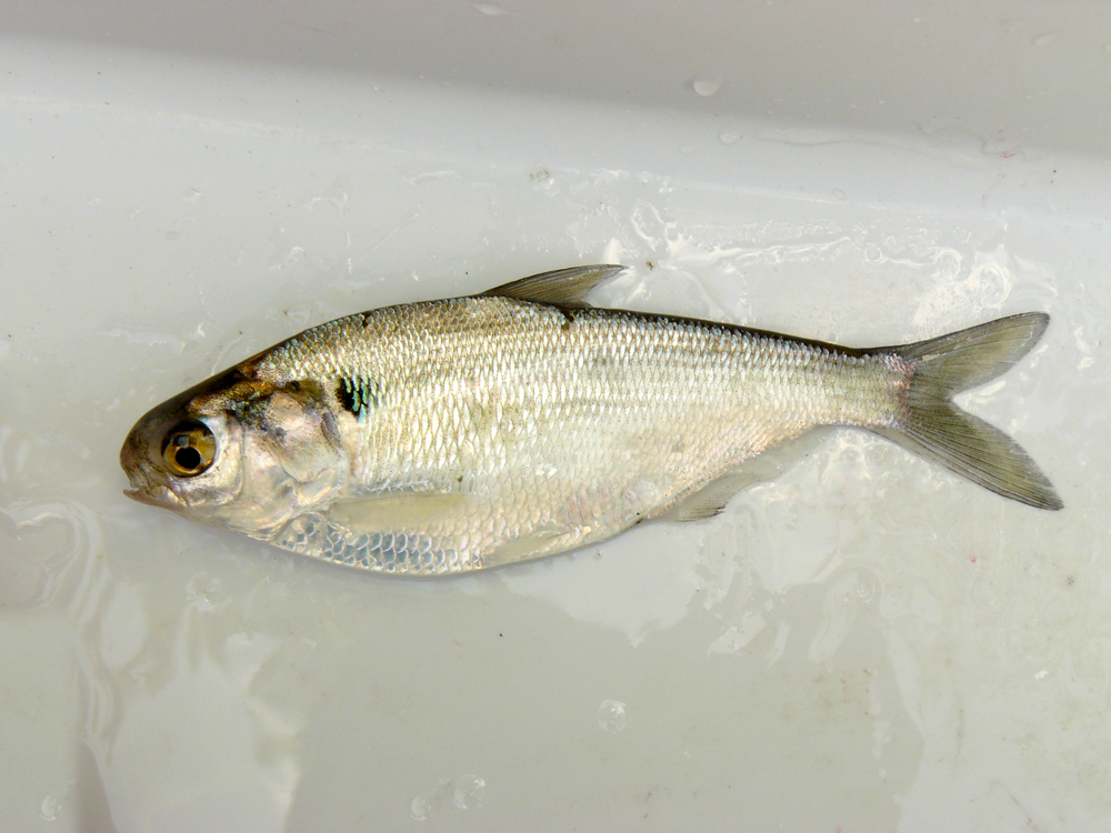 Gizzard-Shad.jpg