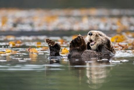 Vancouver sea otters James Thompson