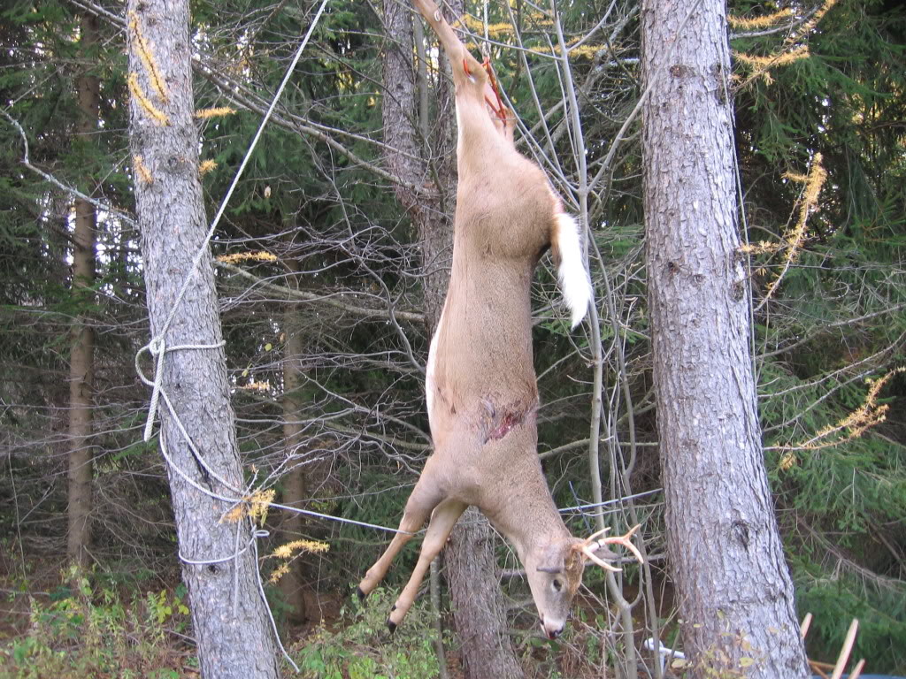Halloween08and11208bowbuck015.jpg