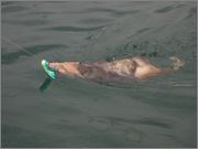 IMG_0180.jpg