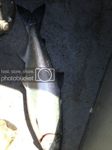 IMG_0198_zps708f8150.jpg