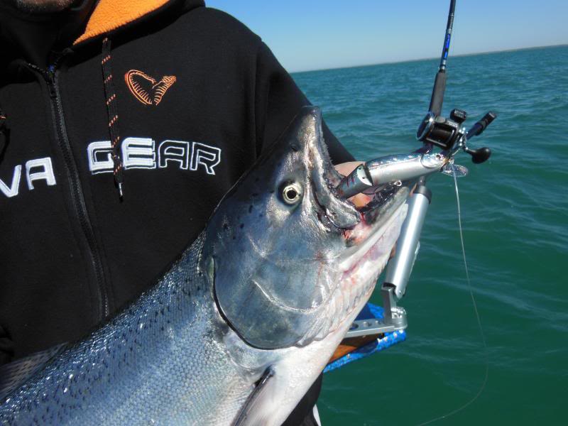 KingampsavageGearLure_zps36116e48.jpg