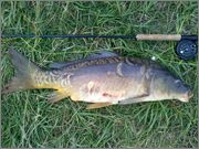 Miror_Carp.jpg