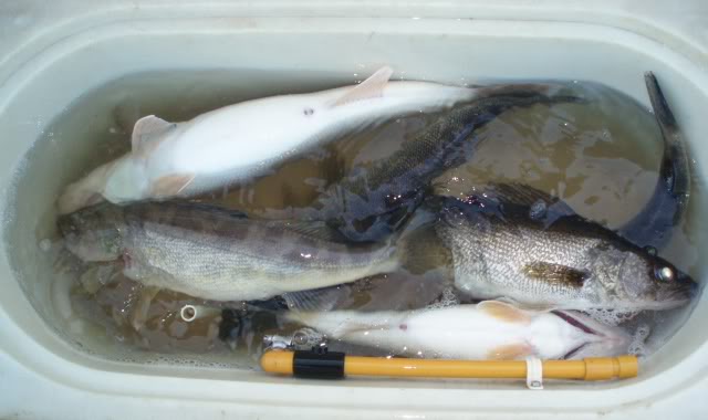 OneidaEyes11-23-09005.jpg