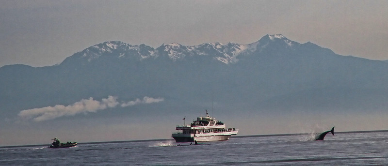 Orcas3-L.jpg